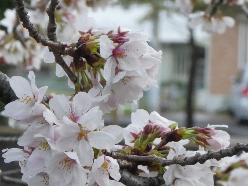 今日の桜の様子