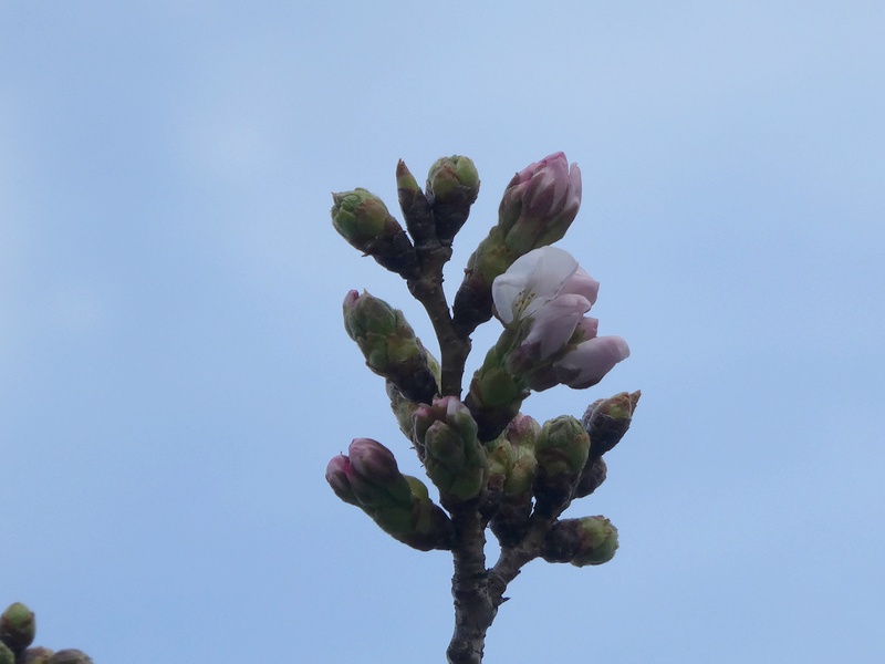 秦野市役所の桜01