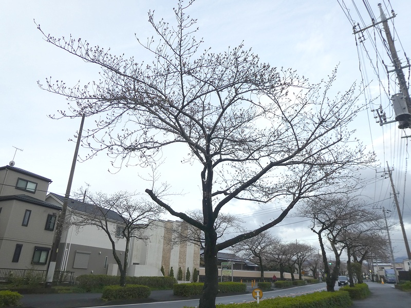 はだの桜みちの桜03