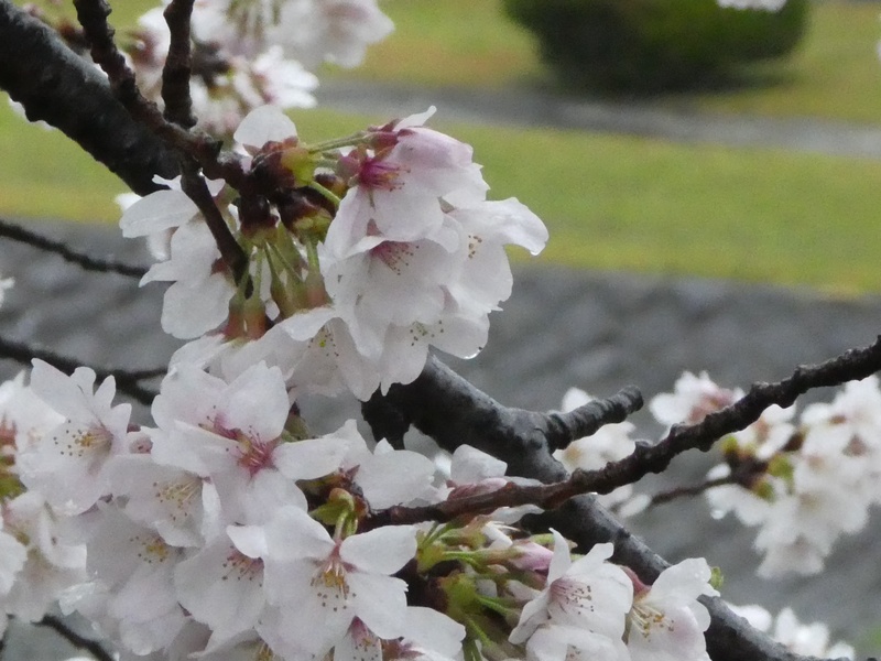 今日の桜の様子