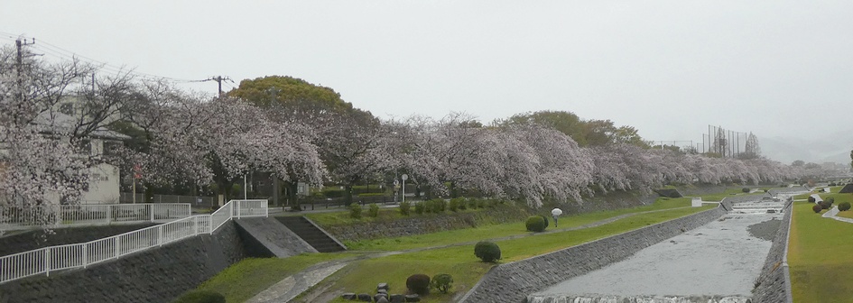 富士見大橋から見たの桜01