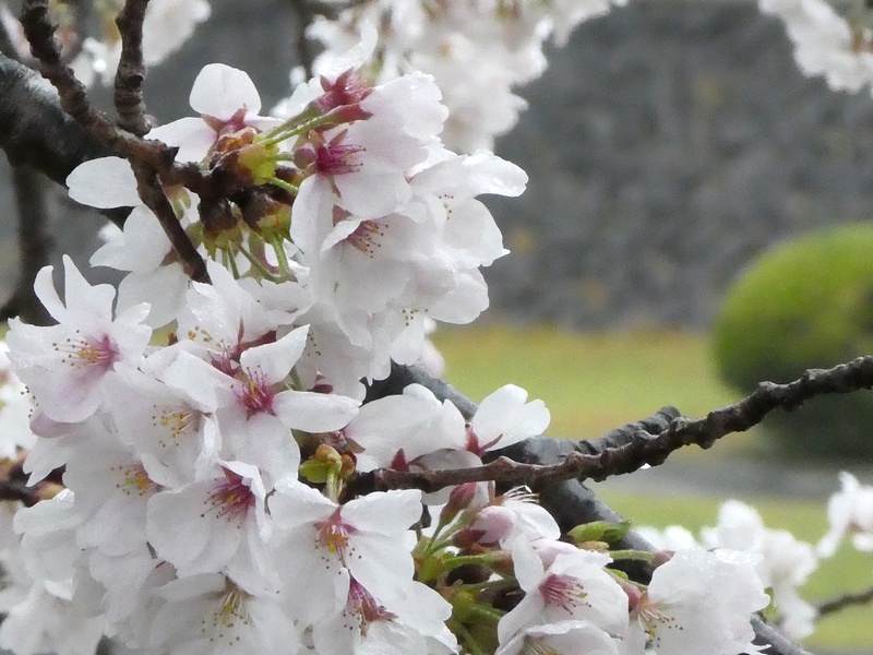 今日の桜の様子