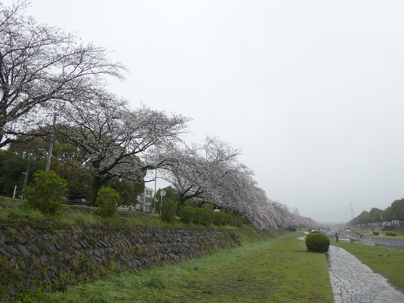 カルチャーパーク前の桜03