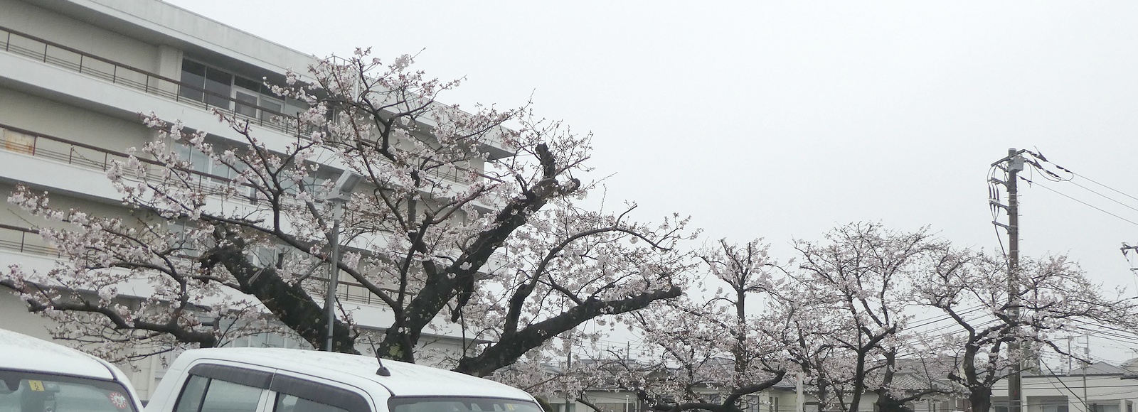 秦野市役所の桜02