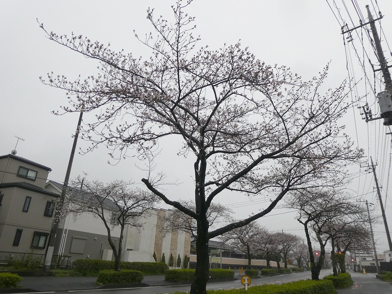 はだの桜みちの桜03