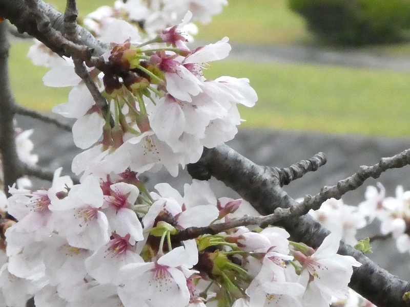 カルチャーパーク前の桜01