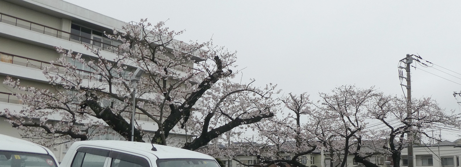 秦野市役所の桜02