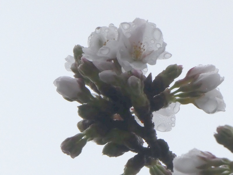 はだの桜みちの桜01