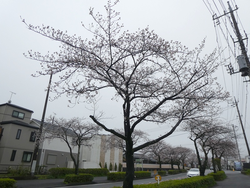 はだの桜みちの桜03