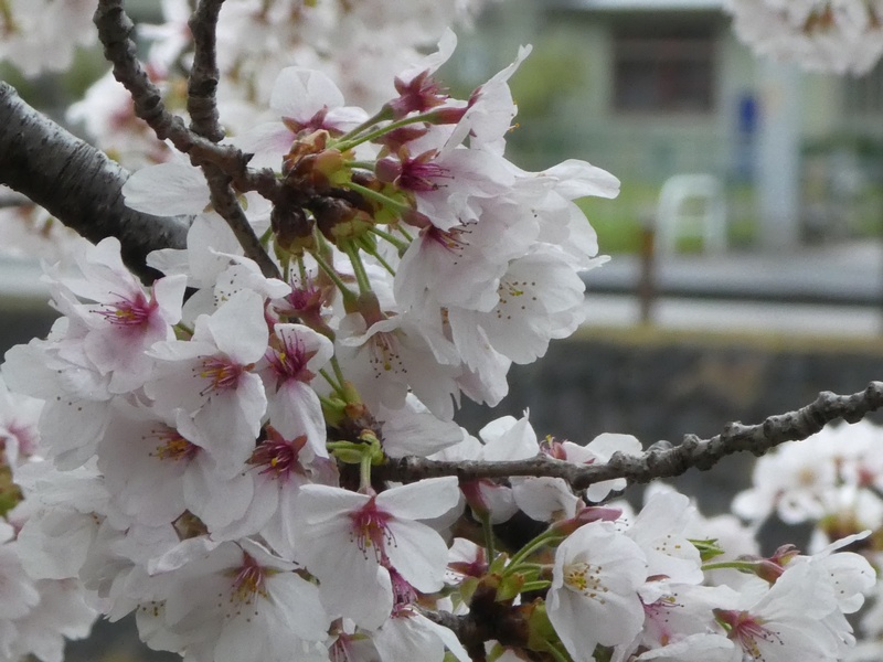 今日の桜の様子