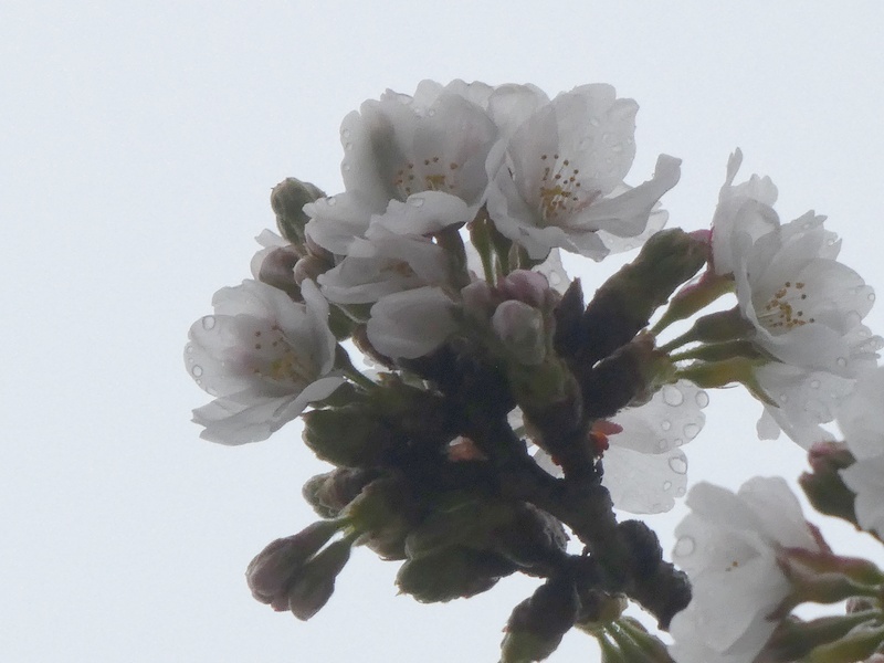 はだの桜みちの桜01