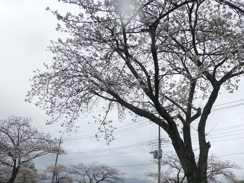 はだの桜みちの桜02