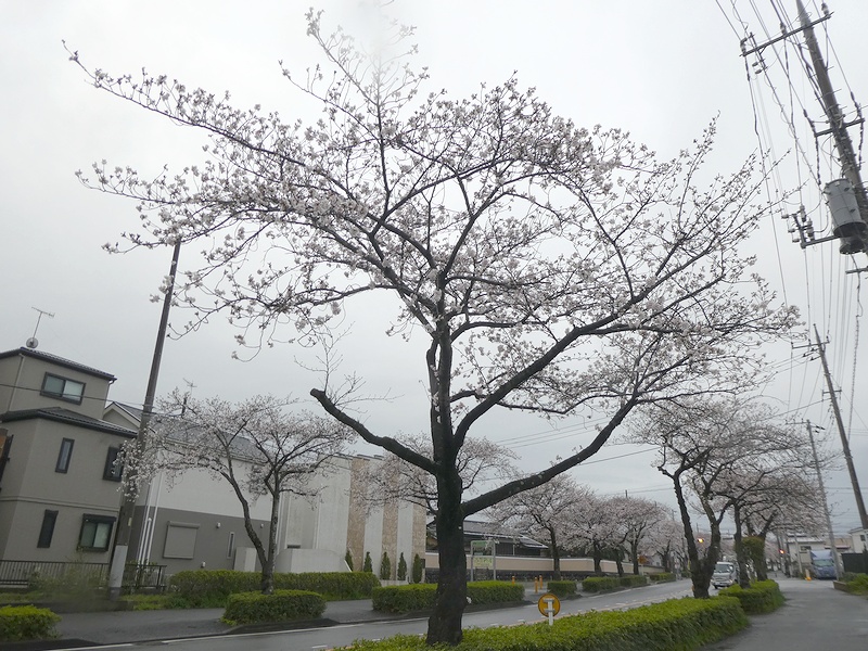 はだの桜みちの桜03