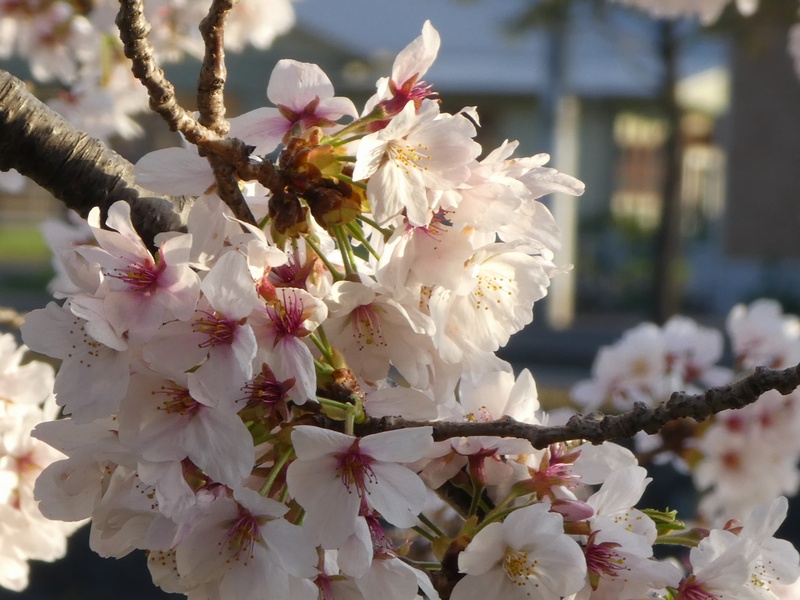 今日の桜の様子