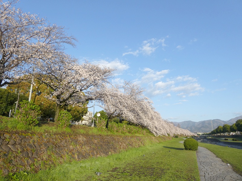 カルチャーパーク前の桜03