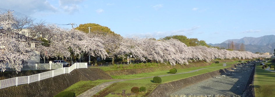 富士見大橋から見たの桜01