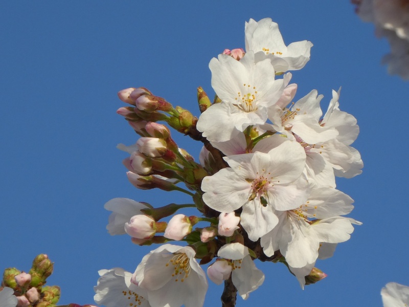 秦野市役所の桜01