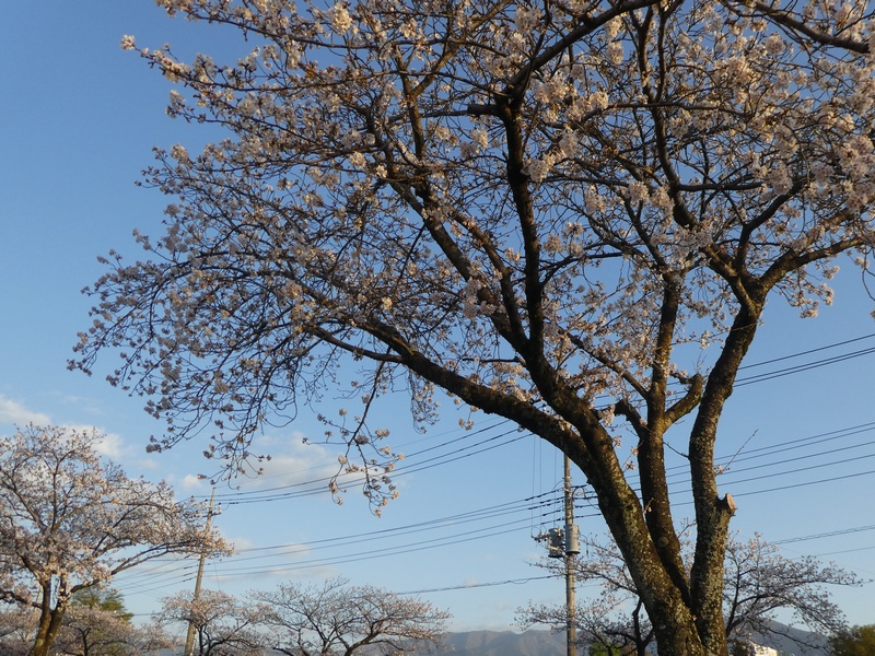 はだの桜みちの桜02