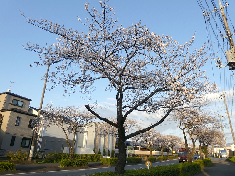 はだの桜みちの桜03