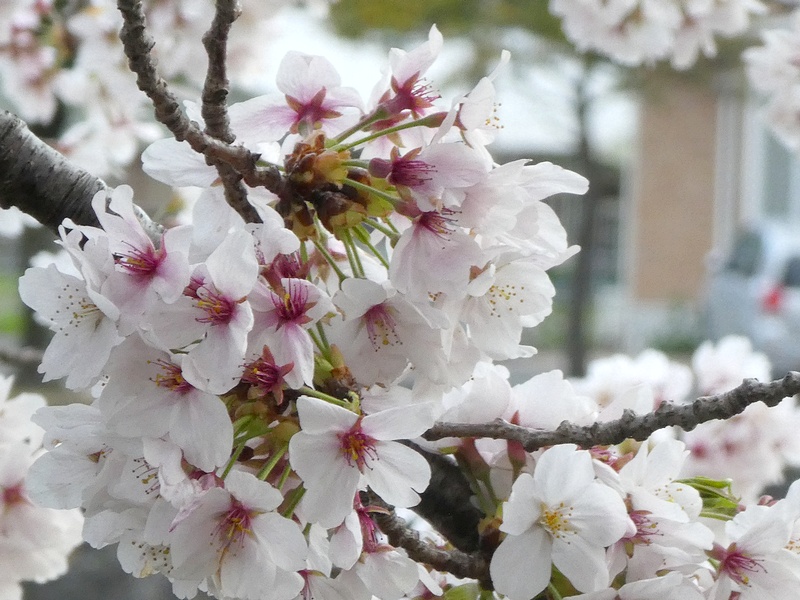 今日の桜の様子