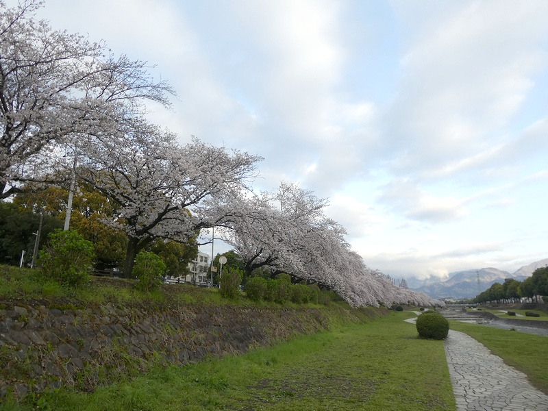 カルチャーパーク前の桜03