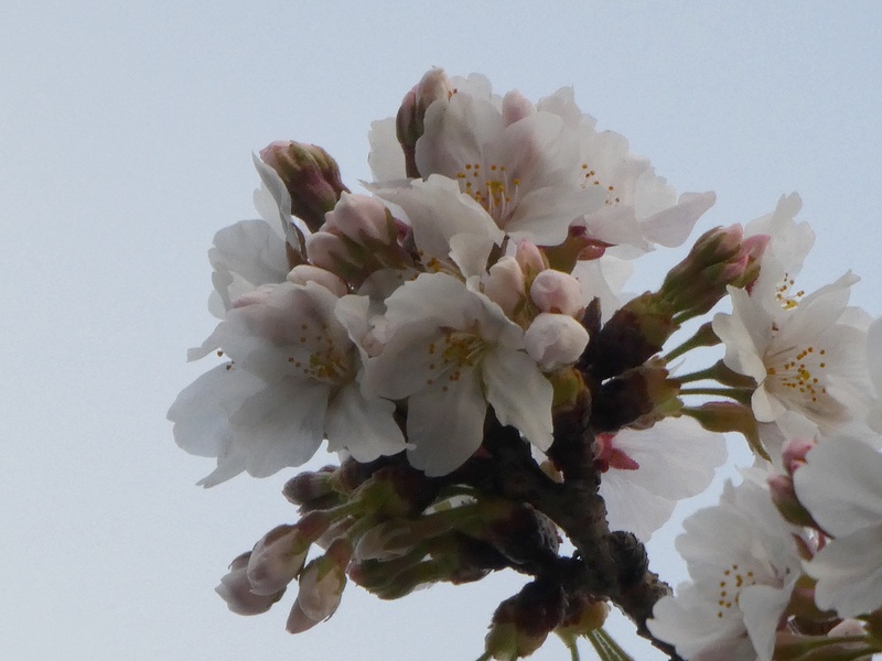 はだの桜みちの桜01
