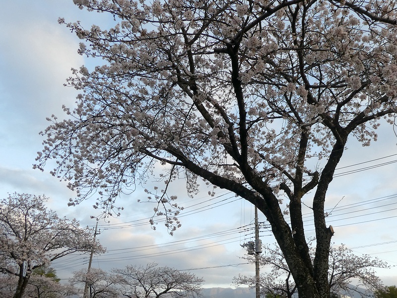 はだの桜みちの桜02