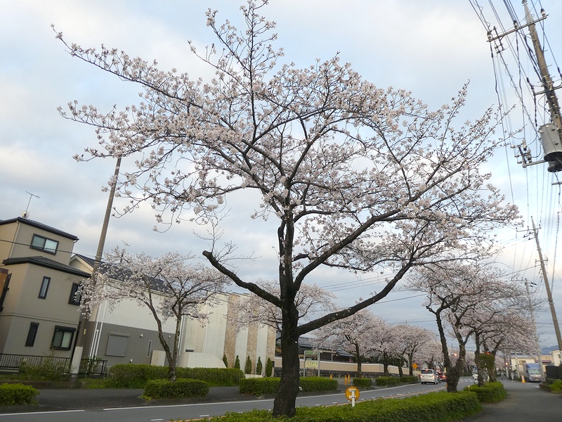 はだの桜みちの桜03