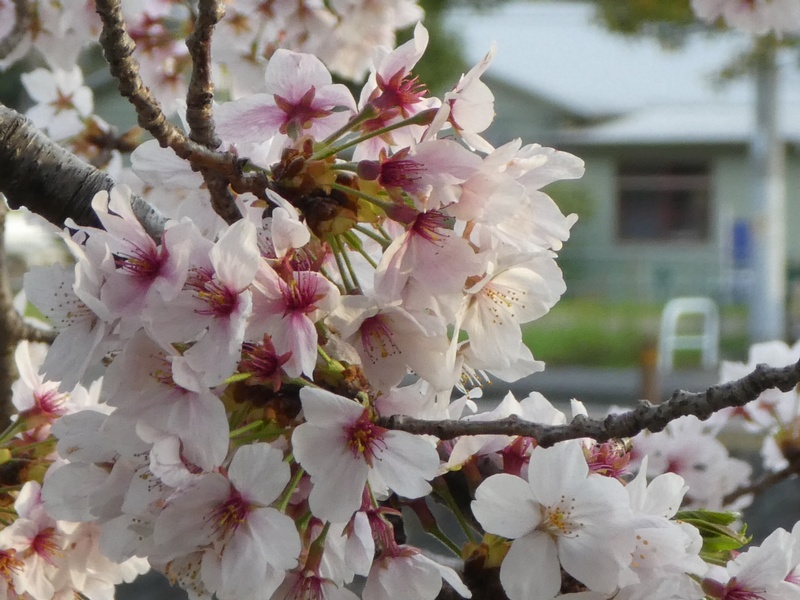 今日の桜の様子