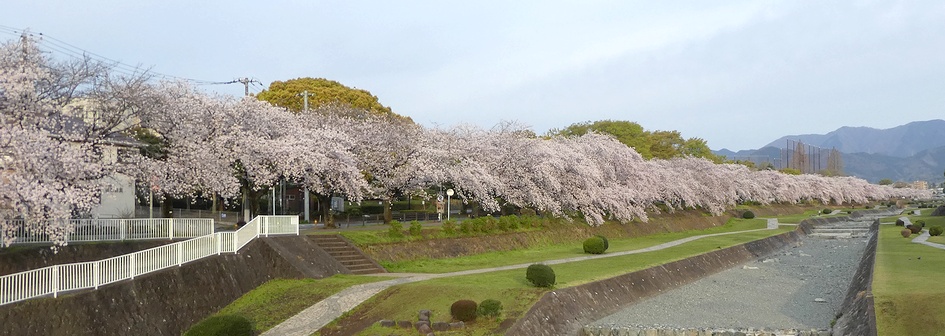 富士見大橋から見たの桜01