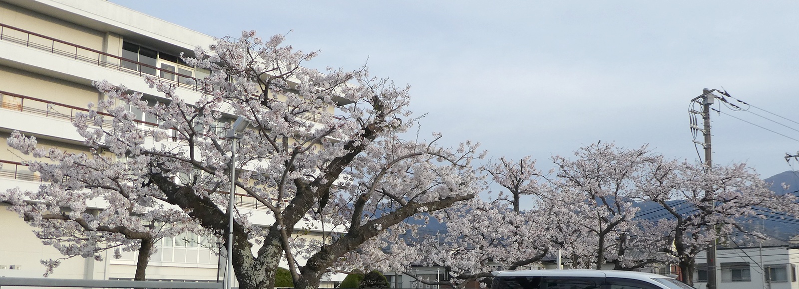 秦野市役所の桜02