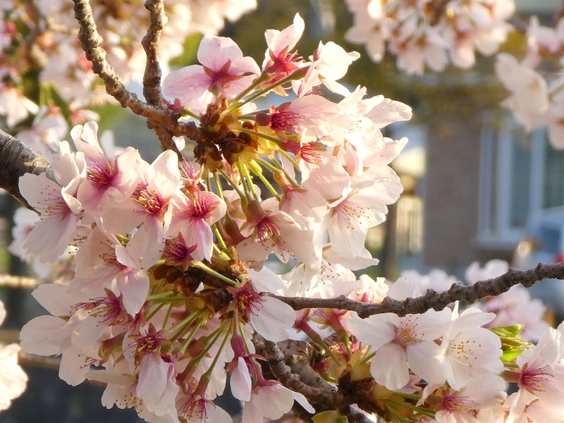 今日の桜の様子