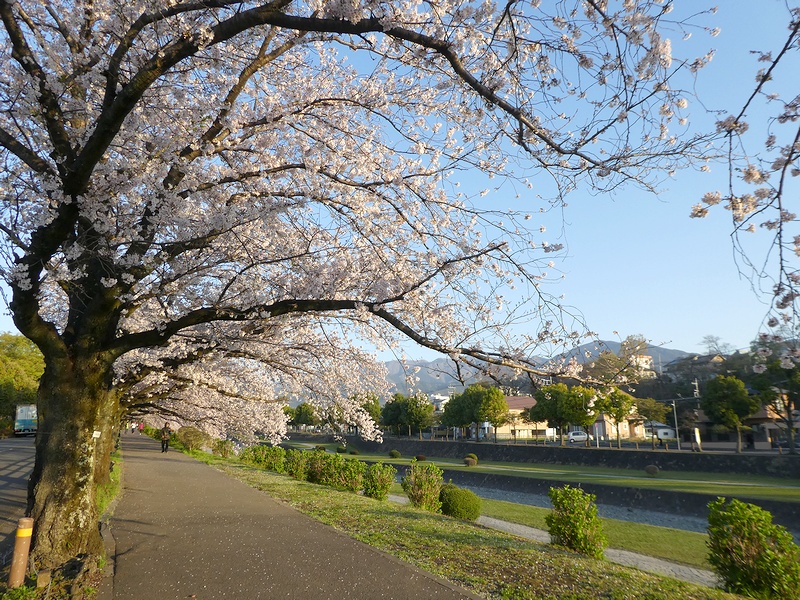 カルチャーパーク前の桜02