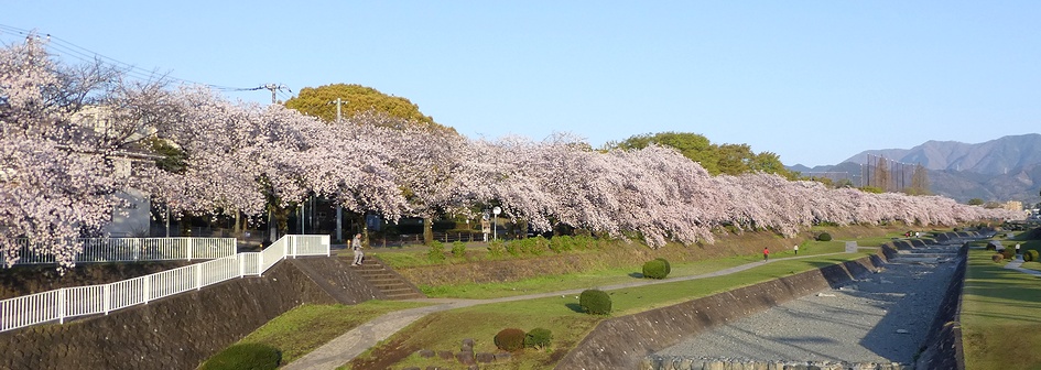 富士見大橋から見たの桜01