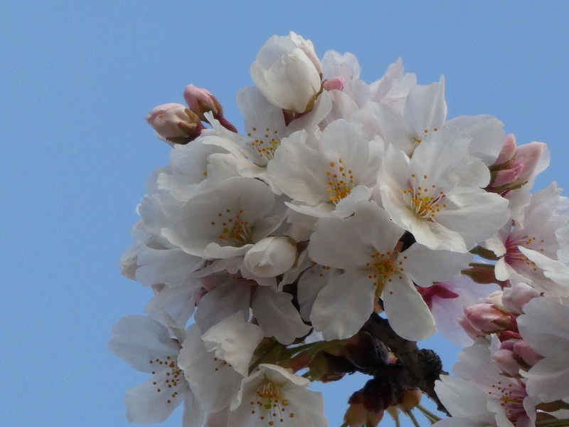 はだの桜みちの桜01