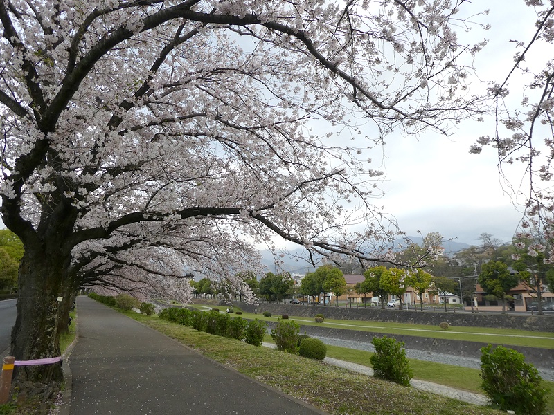 カルチャーパーク前の桜02