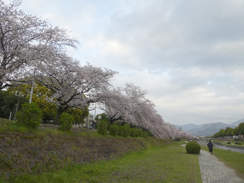 カルチャーパーク前の桜03