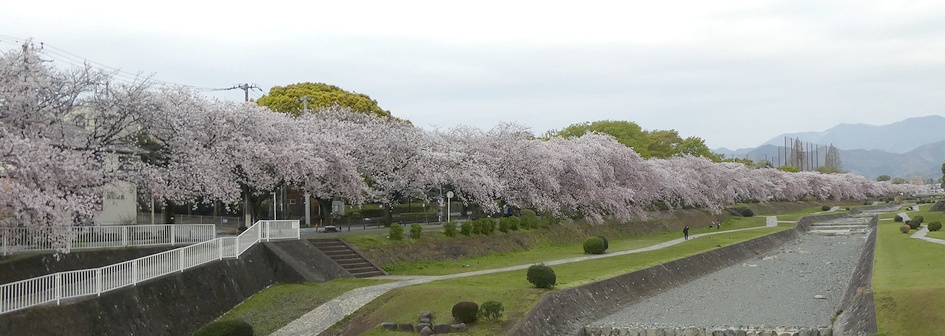 富士見大橋から見たの桜01