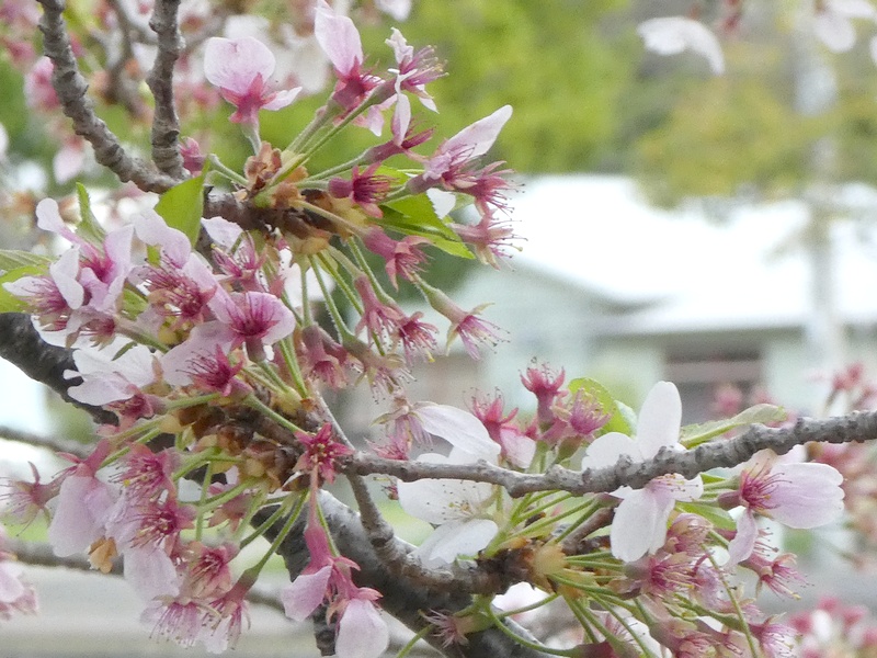 今日の桜の様子