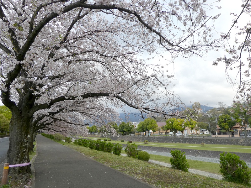 カルチャーパーク前の桜02