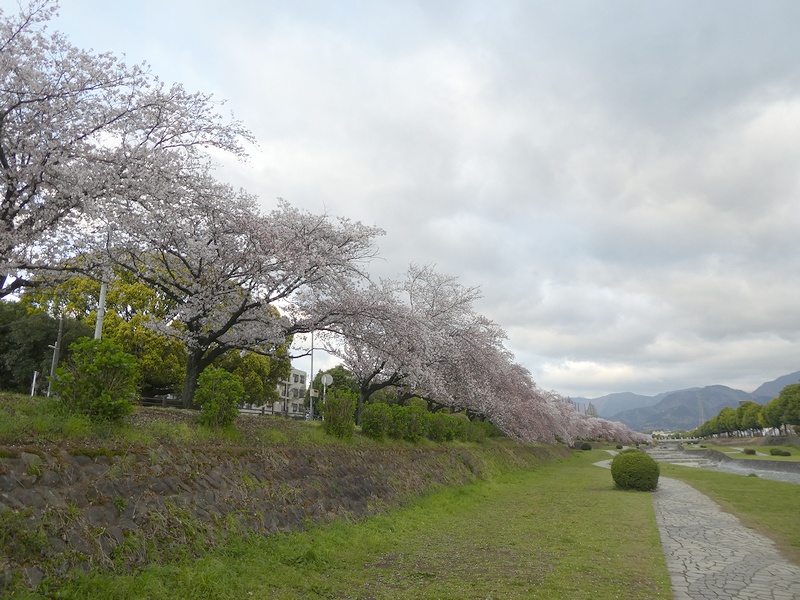 カルチャーパーク前の桜03