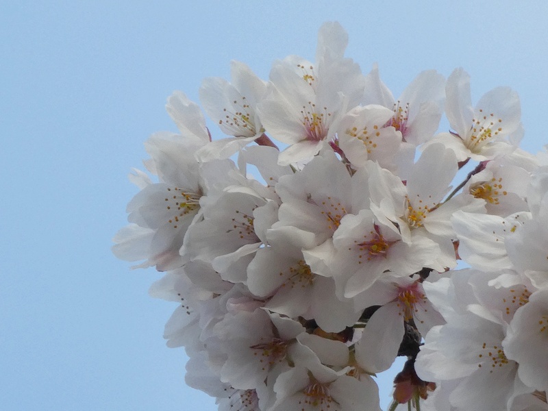 はだの桜みちの桜01