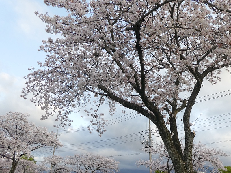 はだの桜みちの桜02