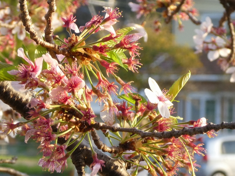 カルチャーパーク前の桜01