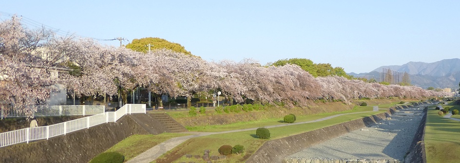 富士見大橋から見たの桜01