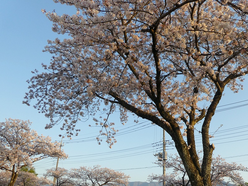 はだの桜みちの桜02