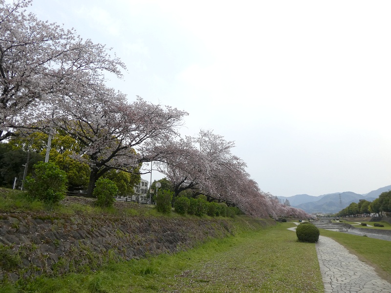 カルチャーパーク前の桜03