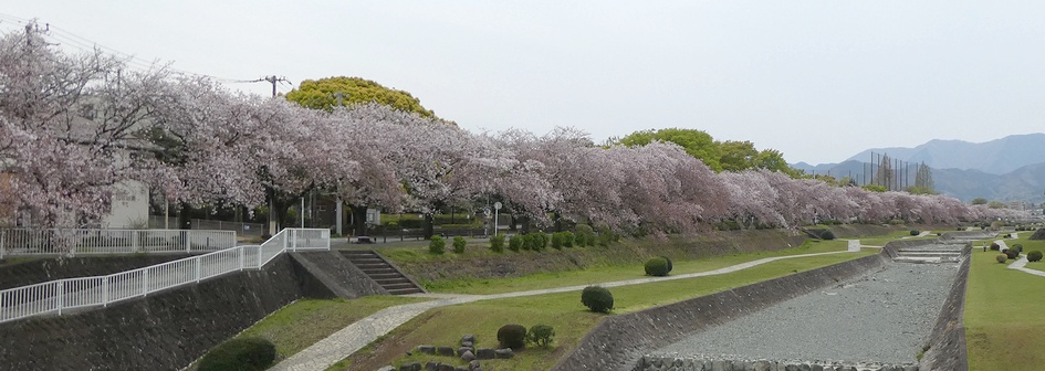 富士見大橋から見たの桜01