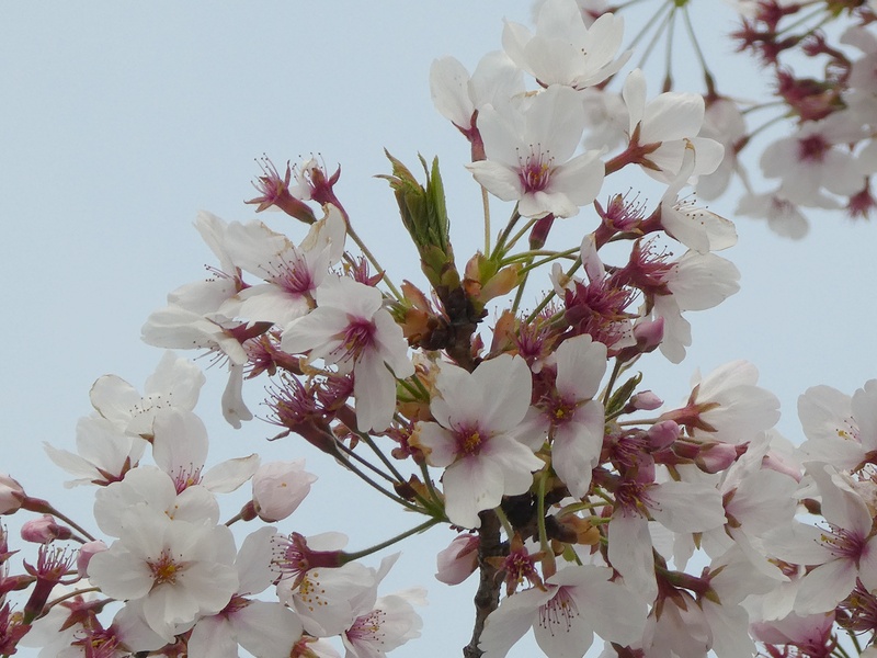 秦野市役所の桜01