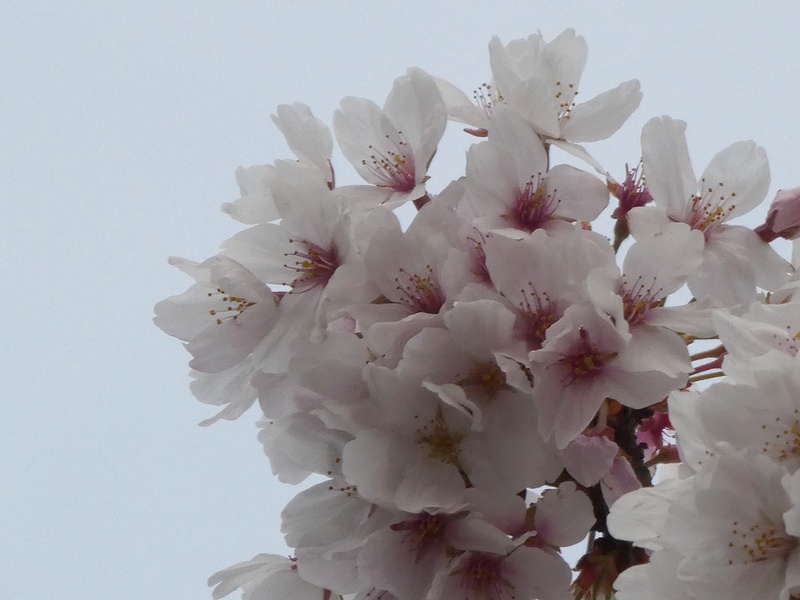 はだの桜みちの桜01